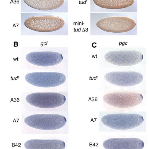 tudor ribozyme|tudor germ cells.